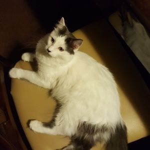 Meet your Posher, Brandon